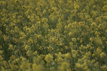 canola flower