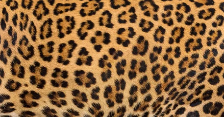 Gardinen Leopardenfell Hintergrund. © ake