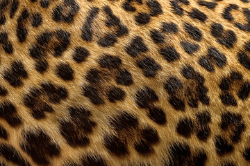 Leopard fur background.