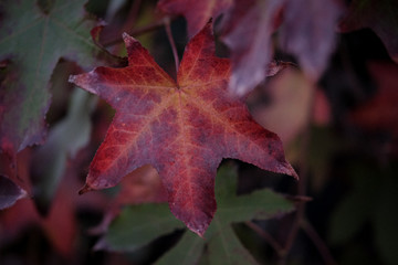 Autumn foliage 