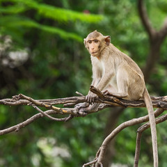 Close up monkey.