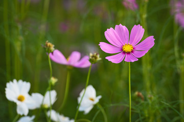 Beautiful Cosmos Flower.