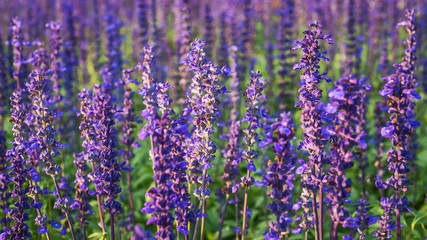 Lavender Flowers field.