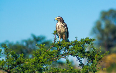 Aguila observando en rama de arbol