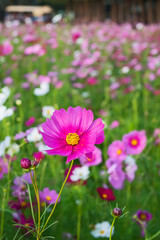Obraz premium Beautiful Cosmos Flower.