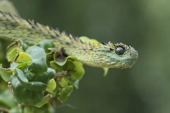 CalPhotos: Atheris hispida; Hairy Bush Viper