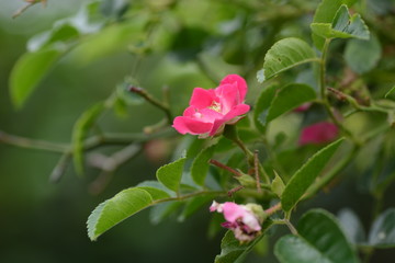 Single-flowered Climbing roses