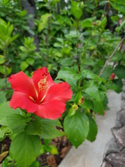 Red chaba flower with green leaves