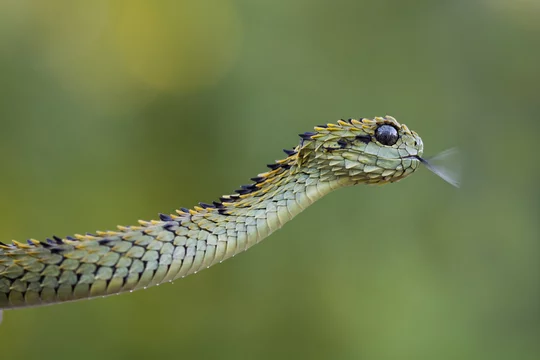 Leaf viper with its tongue out, Atheris squamigera, isolated on white Stock  Photo by Lifeonwhite