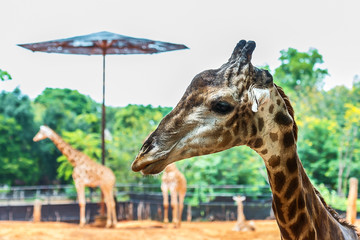 Head portrait of giraffe.