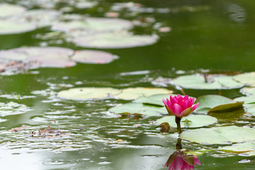 water lily.Nara,Japan