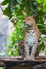 Fototapeta na wymiar Close up Leopard.