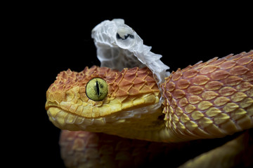 Venomous Male Bush Viper (Atheris squamigera) Snake  Shedding his Skin