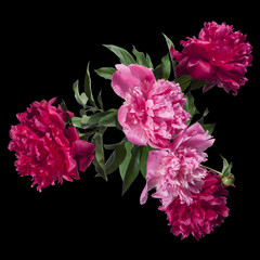 Top view of a bouquet of pink and red peonies