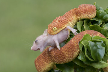 Venomous Male Bush Viper (Atheris squamigera) Snake  Eating Rodent