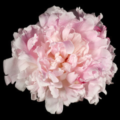 Top view of a pink peony