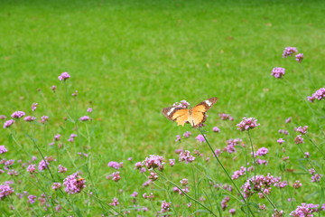  Butterfly in flower garden