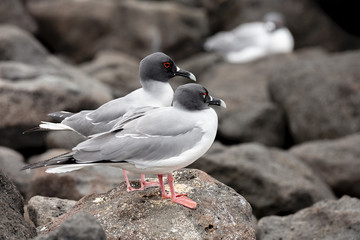 Swallow-tailed Gull (Creagrus furcatus) in Galapagos Islands, Ec