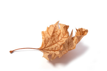 dry crumpled autumn maple leaf on a white background