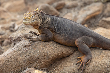 Obraz premium Galapagos Land Lguana (Conolophus subcristatus) in Galapagos Isl