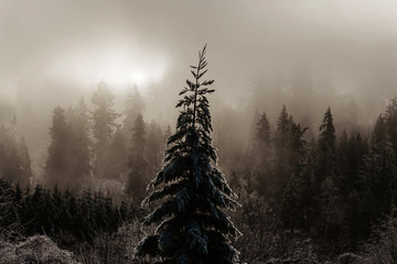 Foggy Snowy Trees