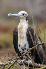 Magnificent Frigatebird (Fregata magnificens) in Galapagos Islan