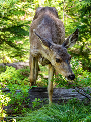 A young female deer seems to not mind the camera on Sperry Trail in Glacier National Park, Montana on a beautiful spring afternoon.