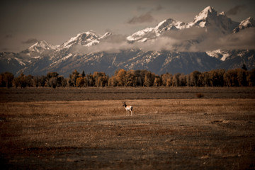 antelope tetons