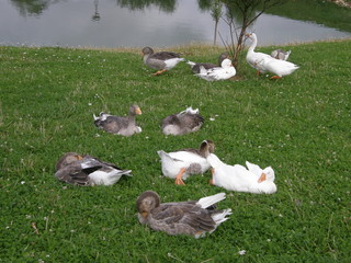 animal, animal family, animal themes, animal wildlife, Animals in the Wild, bird, day, duck, Field, Flock of birds, Grass, Green color, group of animals, high angle view, Land, Large Group Of Animals,