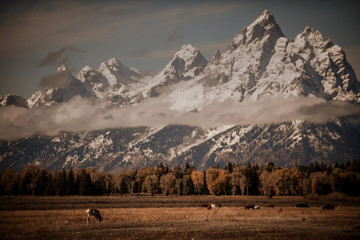 grand tetons