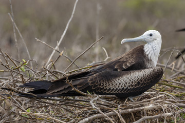 Magnificent Frigatebird (Fregata magnificens) in Galapagos Islan