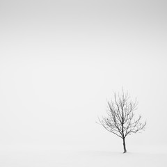 Lone tree in the fog in a snow field, Parma, Italy