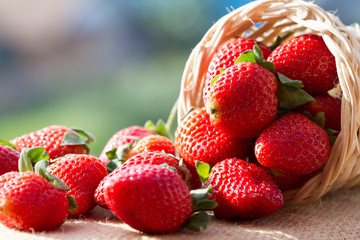 strawberries in natural background	