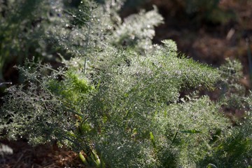 Riverfront Regional Park - two beautiful lakes for fishing, kayaking, canoeing and stand up paddling. A trail loops around the larger lake, Lake Benoist, with beach on the Russian River, redwood