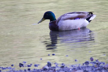 Ducks. Riverfront Regional Park - is just minutes west of downtown Windsor and surrounded by...