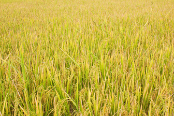 rice field in north Thailand, nature food landscape background.