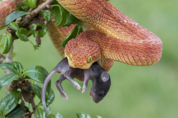 Venomous Male Bush Viper (Atheris squamigera) Snake Eating Rodent