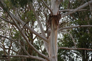 Fototapeta premium Gum tree trunk