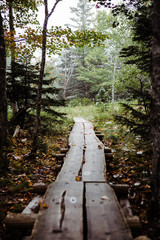 Wooden Boardwalk in the Forest