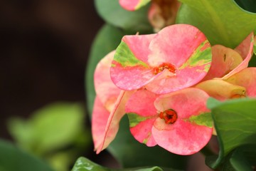 Crown of thorns flower