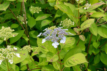 Hydrangea flower.Shot in Japan.close-up.People are not shown.