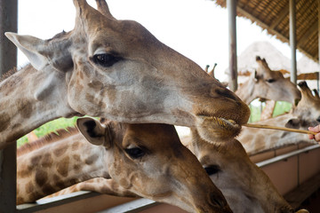 Giraffe closeup, Animal long neck, feeding giraffe