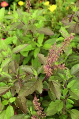 basil plant in garden