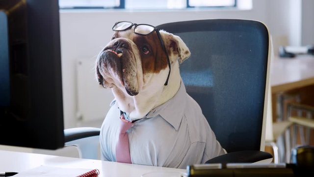 British bulldog working in office looking at computer screen