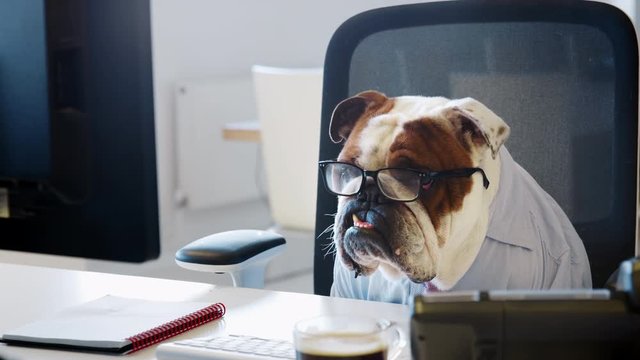 Bulldog wearing glasses looking at computer screen in office