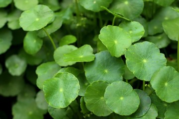 Asiatic leaf in natue