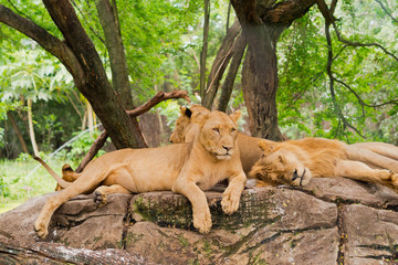 lion sleep on stone