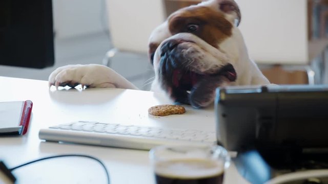 Bulldog trying to reach a cookie on the desk in an office