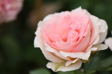 Beautiful roses in tropical