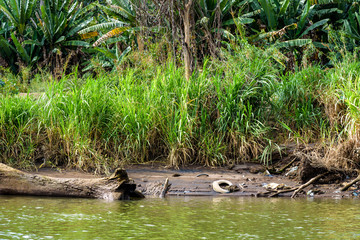 Erosion and pollution on the bank of the Tarcoles River, Costa Rica, with a log in the river and grass and banana trees on the river bank
